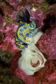 Hypselodoris cantabrica laying eggs.
Shot in Sesimbra, Portugal, using a Canon EOS 350D in Ikelite housing, Canon 100mm macro, Nikonos SB-105 strobe. 